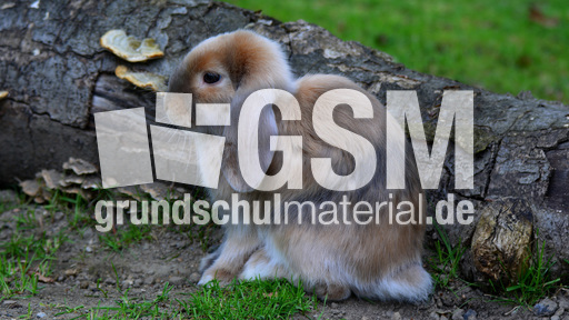 Widderkaninchen (01).jpg